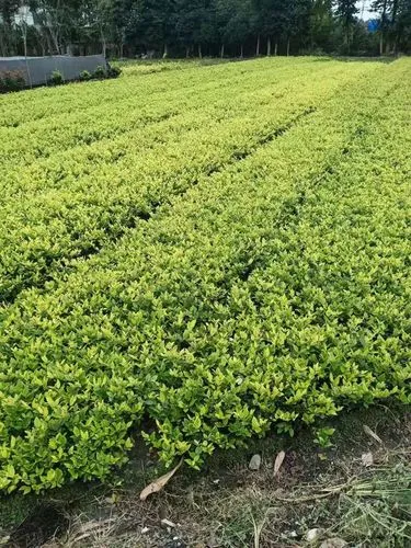 武汉道路花坛绿化工程