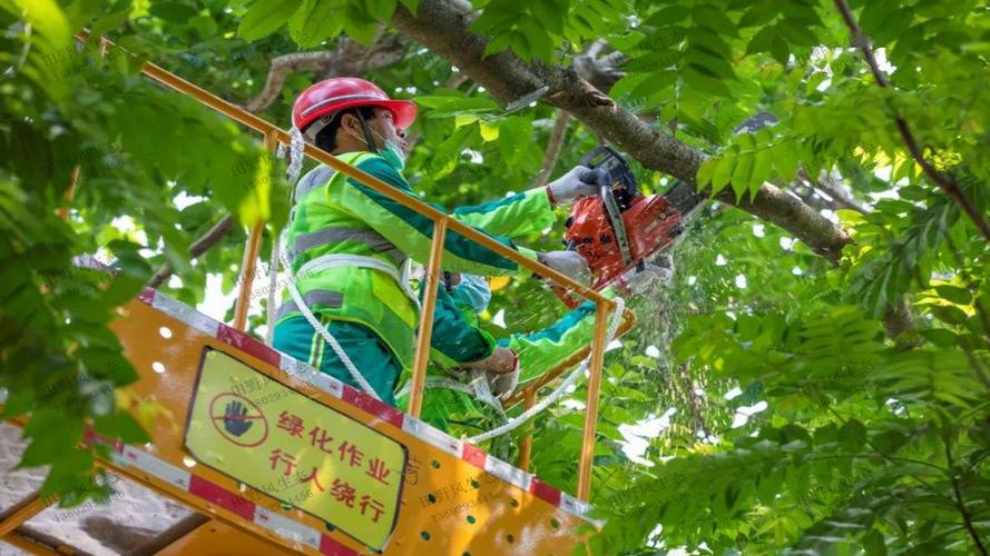 枣阳城市绿化树木有哪些